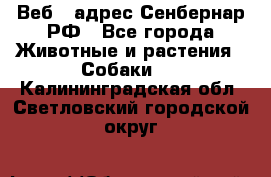 Веб – адрес Сенбернар.РФ - Все города Животные и растения » Собаки   . Калининградская обл.,Светловский городской округ 